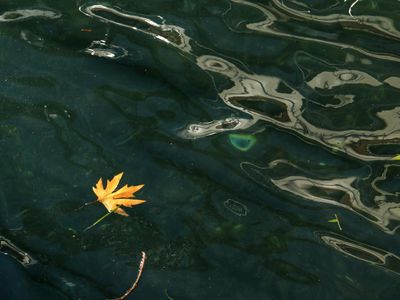 Ripples on a still water surface, conveying a sense of peace.